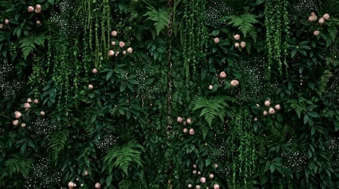 Lush forest foliage background